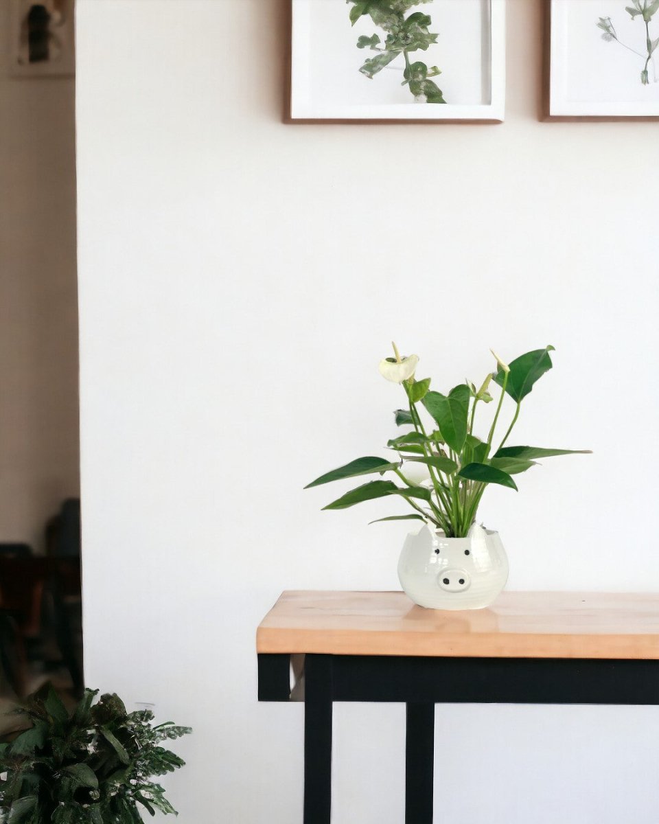 Anthurium Mini White - grow pot - Potted plant - Tumbleweed Plants - Online Plant Delivery Singapore