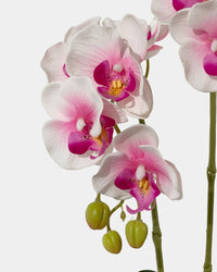 Artificial Crown Phalaenopsis - coral - Gifting plant - Tumbleweed Plants - Online Plant Delivery Singapore