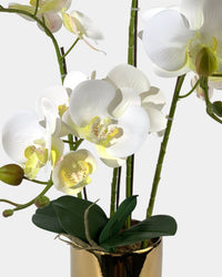 Artificial Crown Phalaenopsis - coral - Gifting plant - Tumbleweed Plants - Online Plant Delivery Singapore