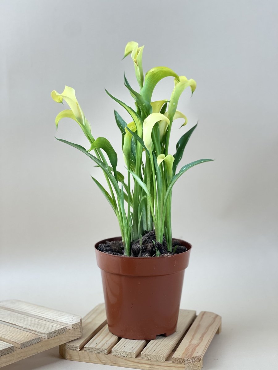 Assorted Calla Lily - grow pot - Potted plant - Tumbleweed Plants - Online Plant Delivery Singapore