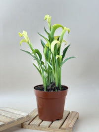 Assorted Calla Lily - grow pot - Potted plant - Tumbleweed Plants - Online Plant Delivery Singapore