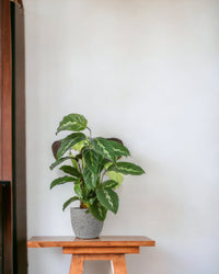 Calathea Maui Queen - egg pot - small/grey - Just plant - Tumbleweed Plants - Online Plant Delivery Singapore
