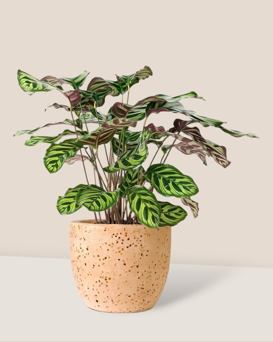 Peacock Plant - egg pot small pink - Potted plant - Tumbleweed Plants - Online Plant Delivery Singapore