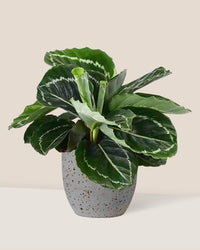 Calathea Roseopicta paired with egg pot - medium/grey