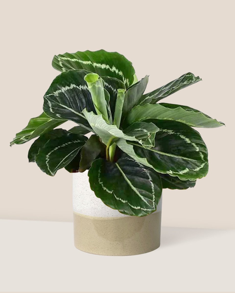 Calathea Roseopicta paired with cream two tone planter