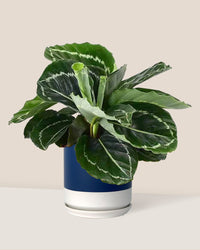 Calathea Roseopicta paired with blue white two tone pot
