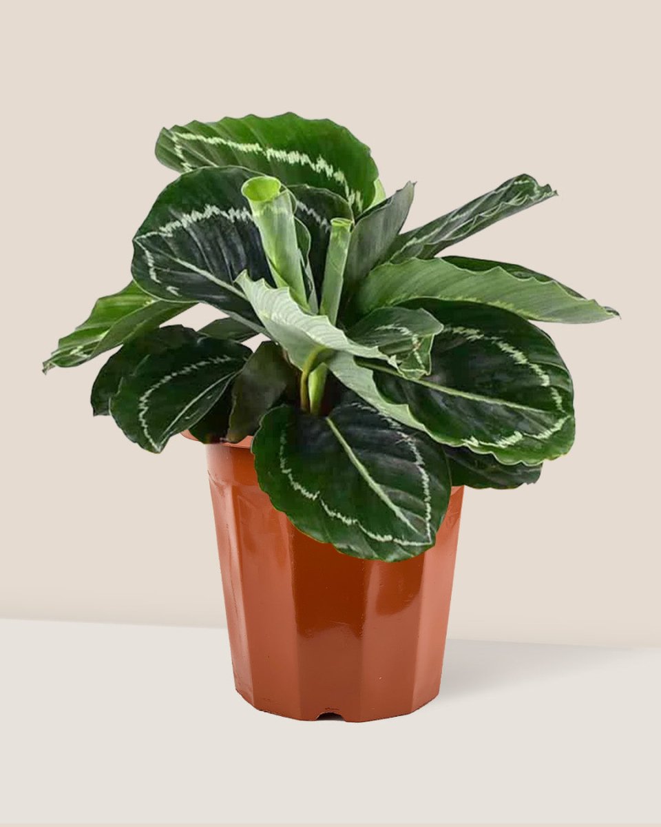 Calathea Roseopicta in a grow pot