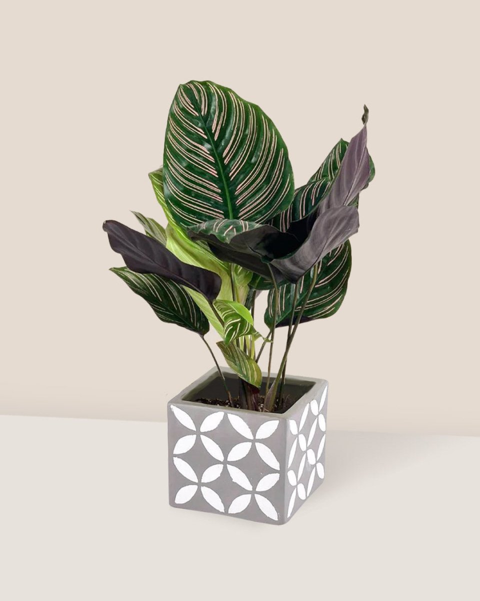 Calathea Sanderiana - cement cube - Potted plant - Tumbleweed Plants - Online Plant Delivery Singapore