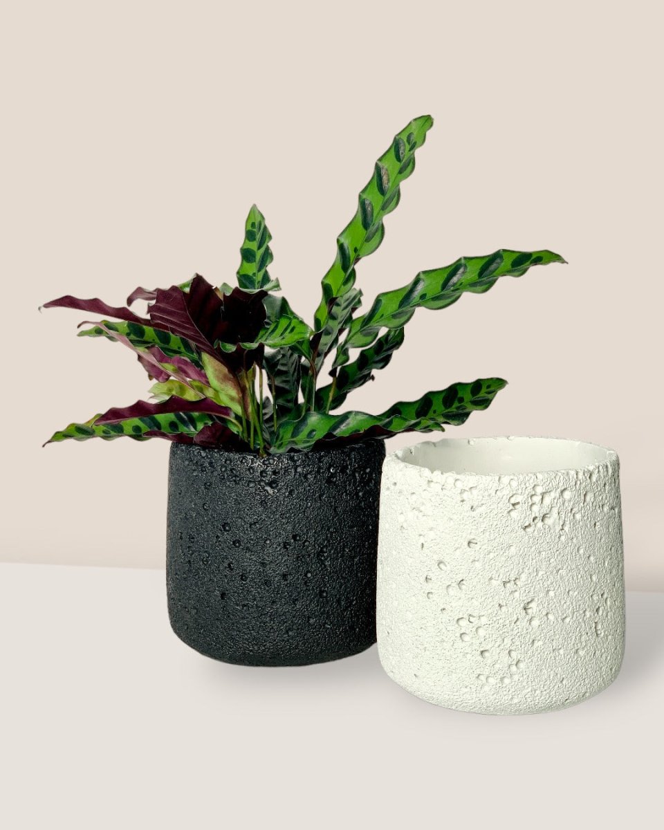 Coarse Cylinder Planter - black - Pot - Tumbleweed Plants - Online Plant Delivery Singapore