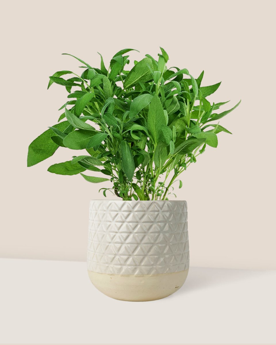 Common Sage - Salvia Officinalis - sunday planter - Potted plant - Tumbleweed Plants - Online Plant Delivery Singapore