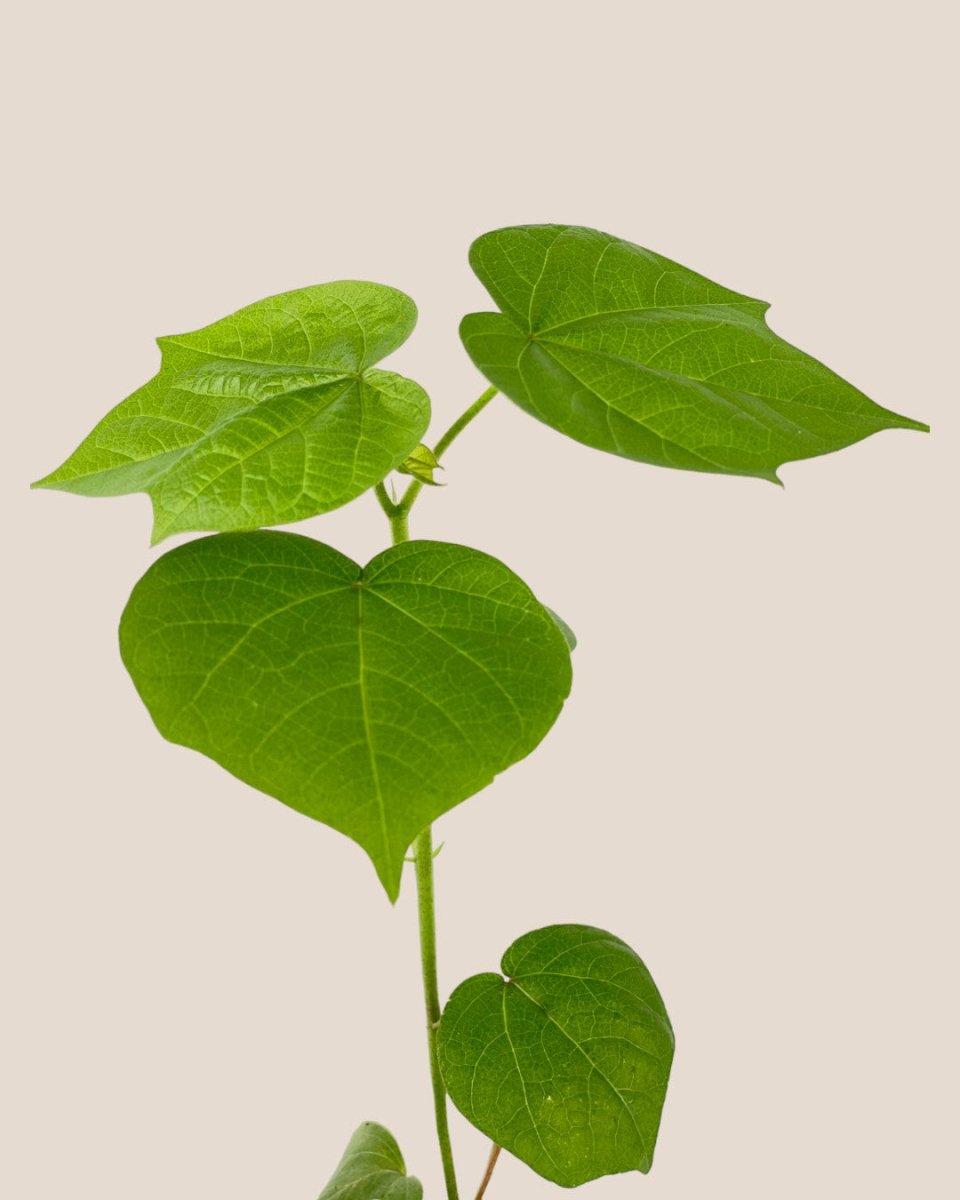 Cotton Plant - grow pot - Potted plant - Tumbleweed Plants - Online Plant Delivery Singapore