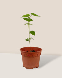 Cotton Plant - grow pot - Potted plant - Tumbleweed Plants - Online Plant Delivery Singapore
