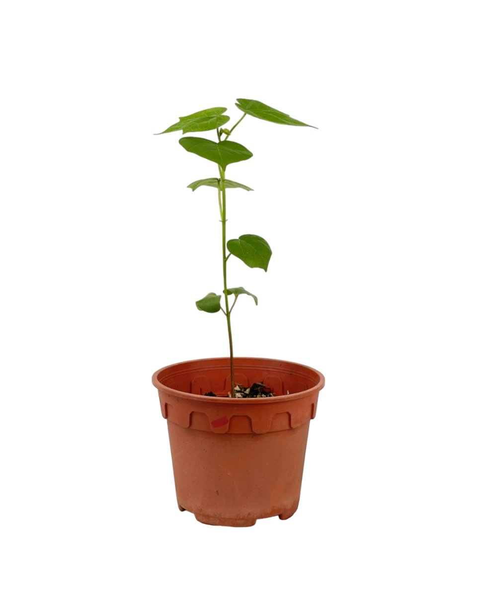 Cotton Plant - grow pot - Potted plant - Tumbleweed Plants - Online Plant Delivery Singapore
