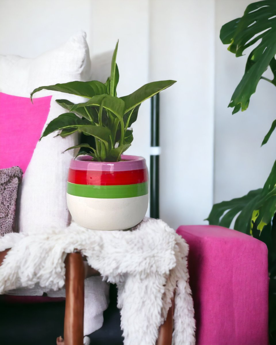 Dieffenbachia Green Magic paired with poppy planter - ariel