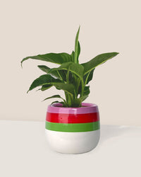 Dieffenbachia Green Magic paired with poppy planter - ariel