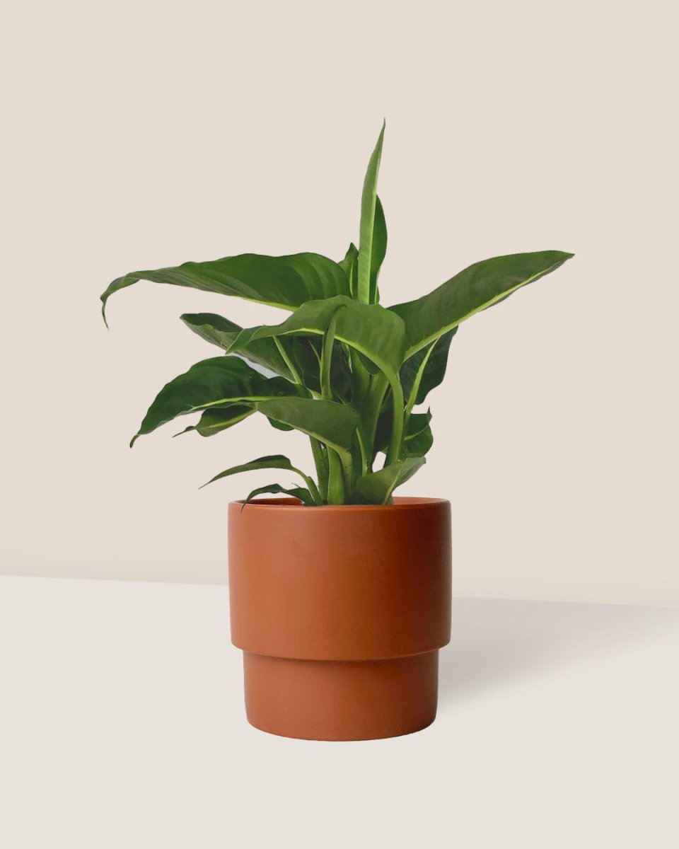 Dieffenbachia Green Magic paired with plinth pot - large/chestnut
