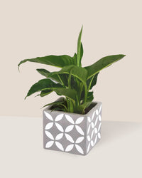 Dieffenbachia Green Magic paired with cement cube planter