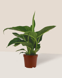 Dieffenbachia Green Magic in a grow pot