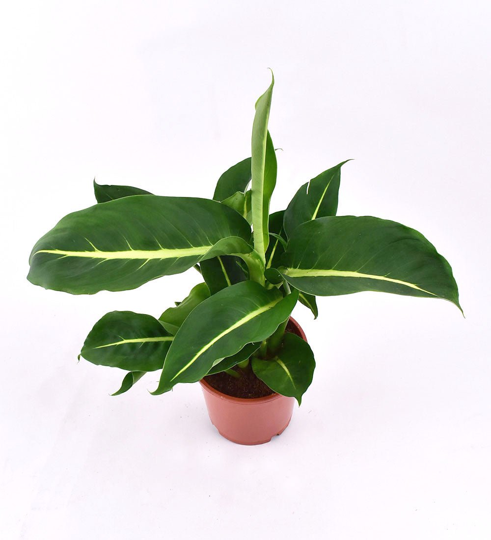 Dieffenbachia Green Magic