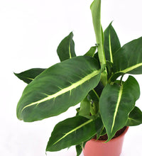 Dieffenbachia Green Magic