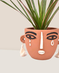 Dracaena Bicolour - Small - brown polly planter - Gifting plant - Tumbleweed Plants - Online Plant Delivery Singapore