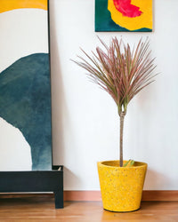 Dracaena Bicolour - white cement pot - Just plant - Tumbleweed Plants - Online Plant Delivery Singapore