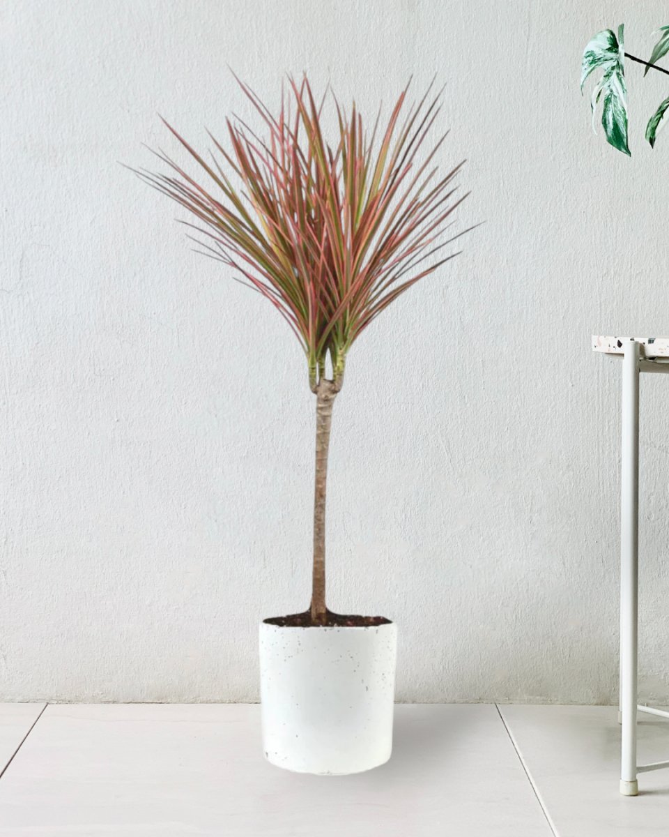 Dracaena Bicolour - white cement pot - Just plant - Tumbleweed Plants - Online Plant Delivery Singapore