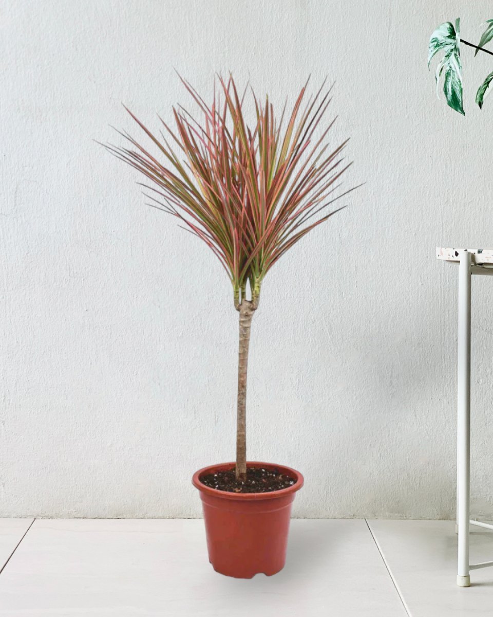 Dracaena Bicolour - white cement pot - Just plant - Tumbleweed Plants - Online Plant Delivery Singapore