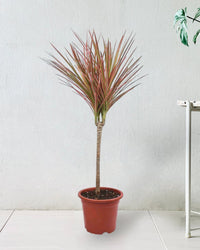 Dracaena Bicolour - white cement pot - Just plant - Tumbleweed Plants - Online Plant Delivery Singapore