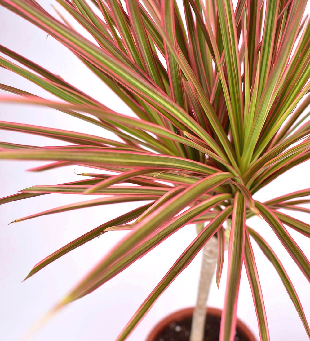 Dracaena Bicolour - grow pot - Just plant - Tumbleweed Plants - Online Plant Delivery Singapore