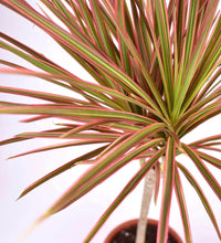 Dracaena Bicolour - grow pot - Just plant - Tumbleweed Plants - Online Plant Delivery Singapore