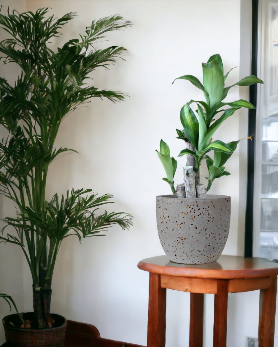 Dracaena Fragrans (Iron Tree) - 0.5m - blue white two tone pot - Potted plant - Tumbleweed Plants - Online Plant Delivery Singapore