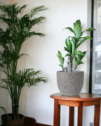 Dracaena Fragrans (Iron Tree) - 0.5m - blue white two tone pot - Potted plant - Tumbleweed Plants - Online Plant Delivery Singapore