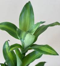 Dracaena Fragrans(Iron Tree) - 50cm - Just plant - Tumbleweed Plants - Online Plant Delivery Singapore