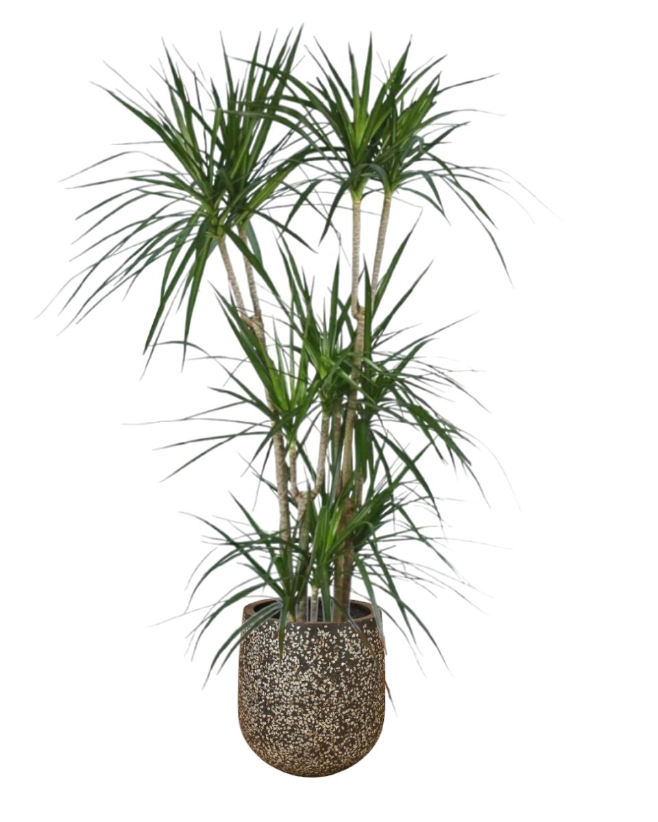 pot size for dracaena marginata Dracaena Marginata