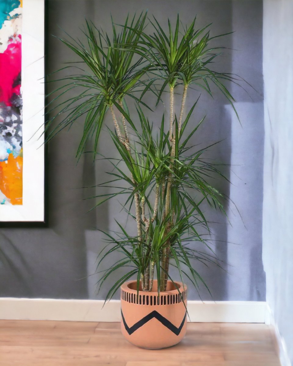 Dracaena Marginata paired with charlie pot