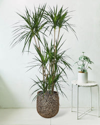 Dracaena Marginata paired with tulip pot