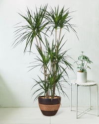 Dracaena Marginata