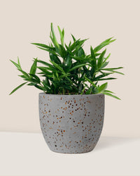 Dracaena Surculosa Dwarf - egg pot - small/grey - Potted plant - Tumbleweed Plants - Online Plant Delivery Singapore
