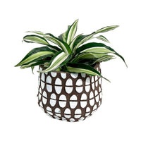 Dracaena Surprise