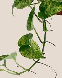 Epipremnum 'Marble Queen' - grow pot - Potted plant - Tumbleweed Plants - Online Plant Delivery Singapore