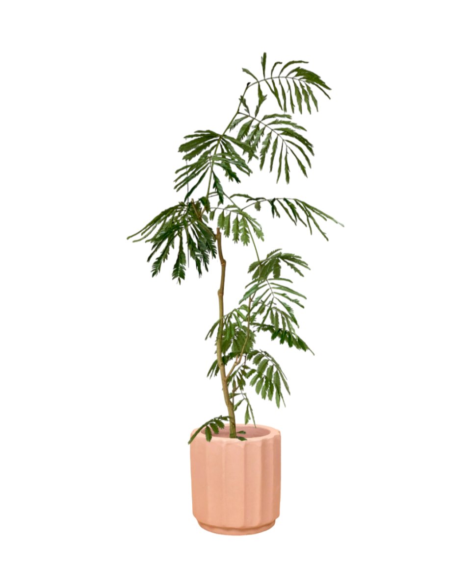 Everfresh Tree (1.5m) - roman planters - almond - Potted plant - Tumbleweed Plants - Online Plant Delivery Singapore