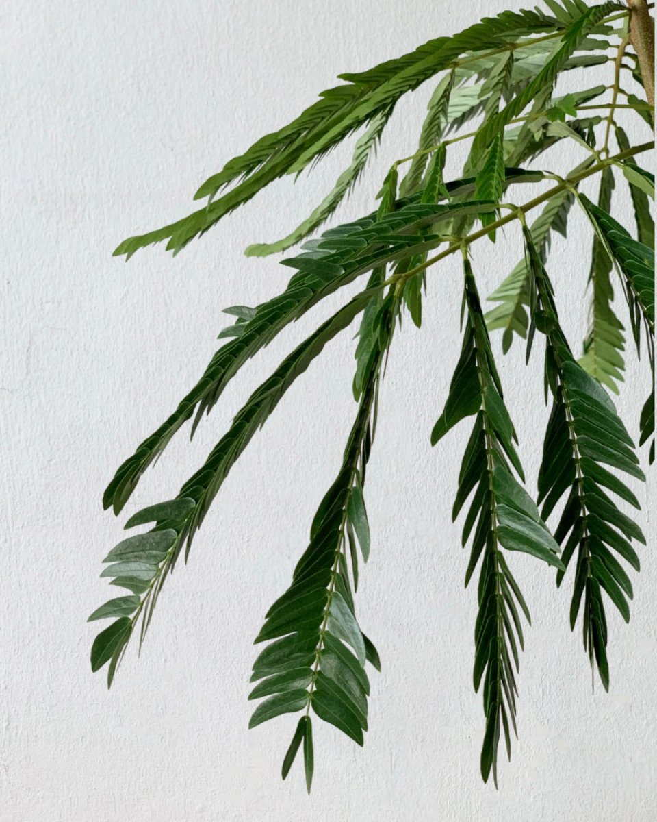 Everfresh Tree (1.5m) - roman planters - almond - Potted plant - Tumbleweed Plants - Online Plant Delivery Singapore