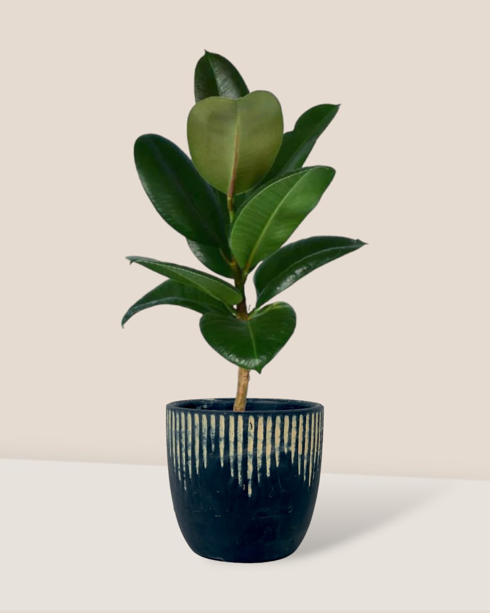 Rubber Plant 'Ficus Elastica Robusta' paired with etched planter - black/large