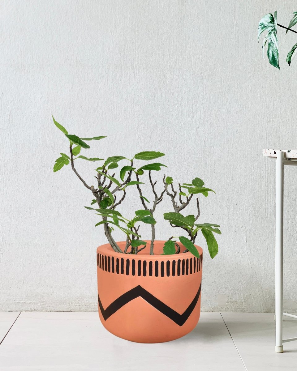 Fig Tree - charlie pot - Potted plant - Tumbleweed Plants - Online Plant Delivery Singapore