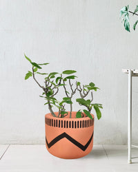 Fig Tree - charlie pot - Potted plant - Tumbleweed Plants - Online Plant Delivery Singapore