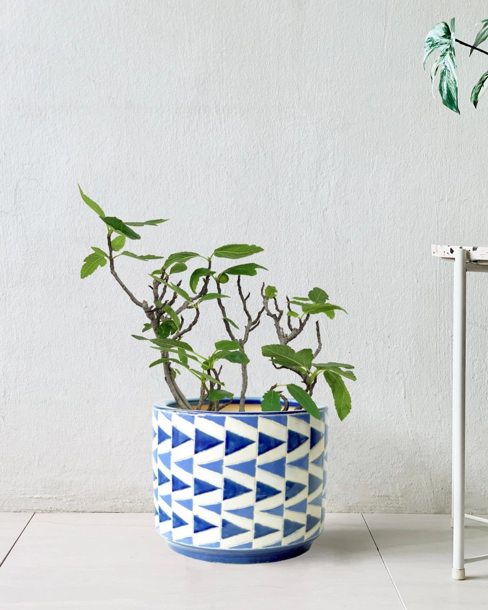 Fig Tree - arrow pot - Potted plant - Tumbleweed Plants - Online Plant Delivery Singapore