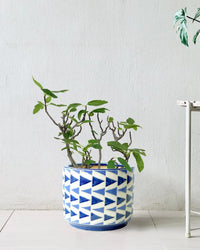 Fig Tree - arrow pot - Potted plant - Tumbleweed Plants - Online Plant Delivery Singapore