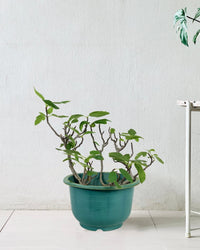 Fig Tree - grow pot - Potted plant - Tumbleweed Plants - Online Plant Delivery Singapore