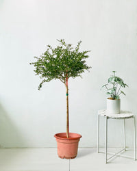 Finger Lime Tree (Australia) - grow pot - Potted plant - Tumbleweed Plants - Online Plant Delivery Singapore